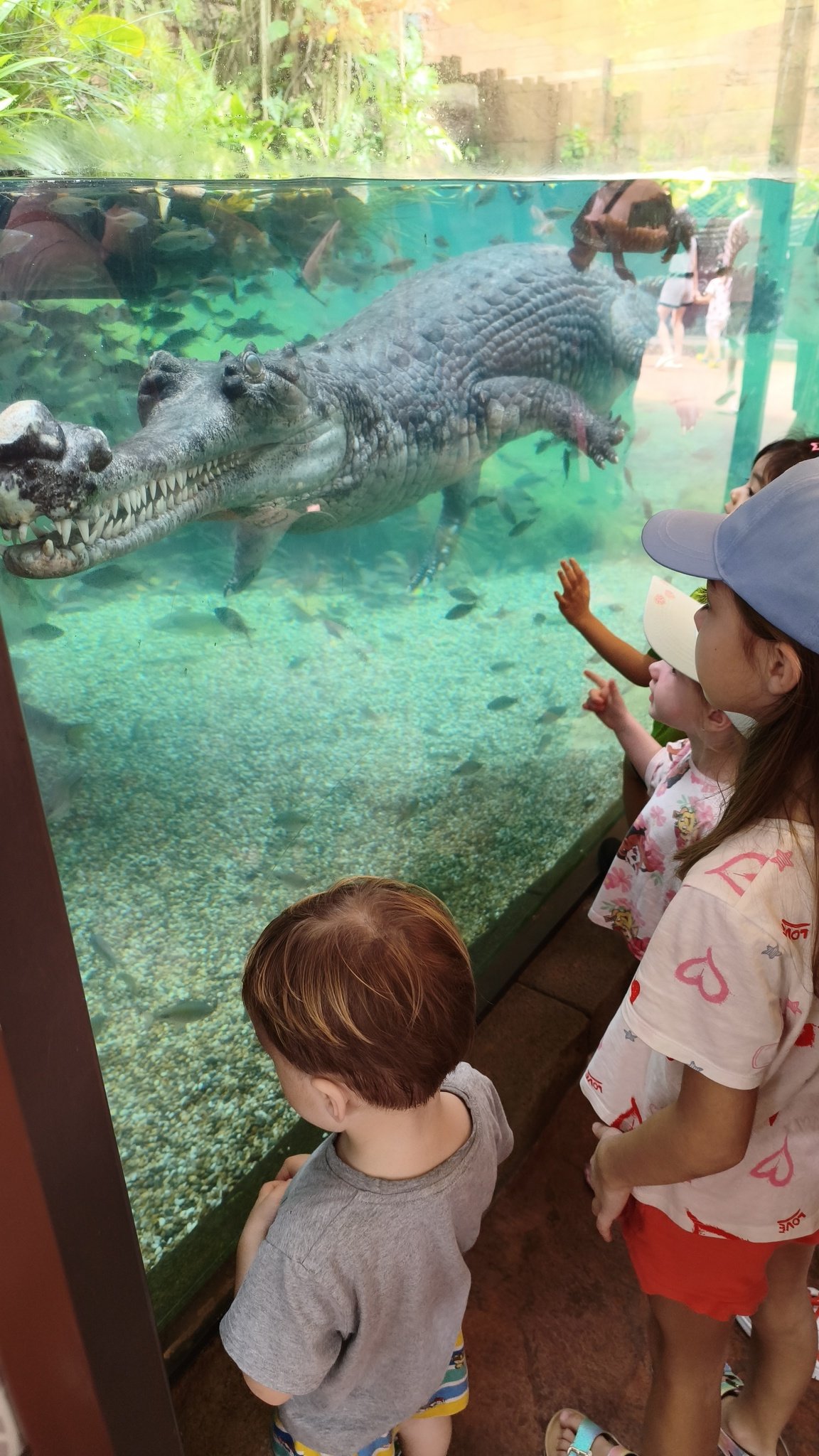 Krokodýl v expozici parku River Wonders v Mandai Wildlife Reserve