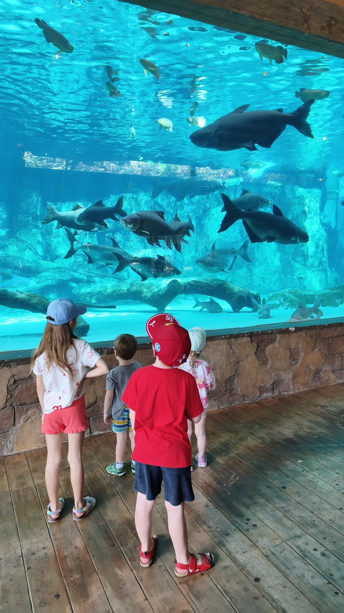 Obří sladkovodní ryby v akváriu River Wonders v Singapuru